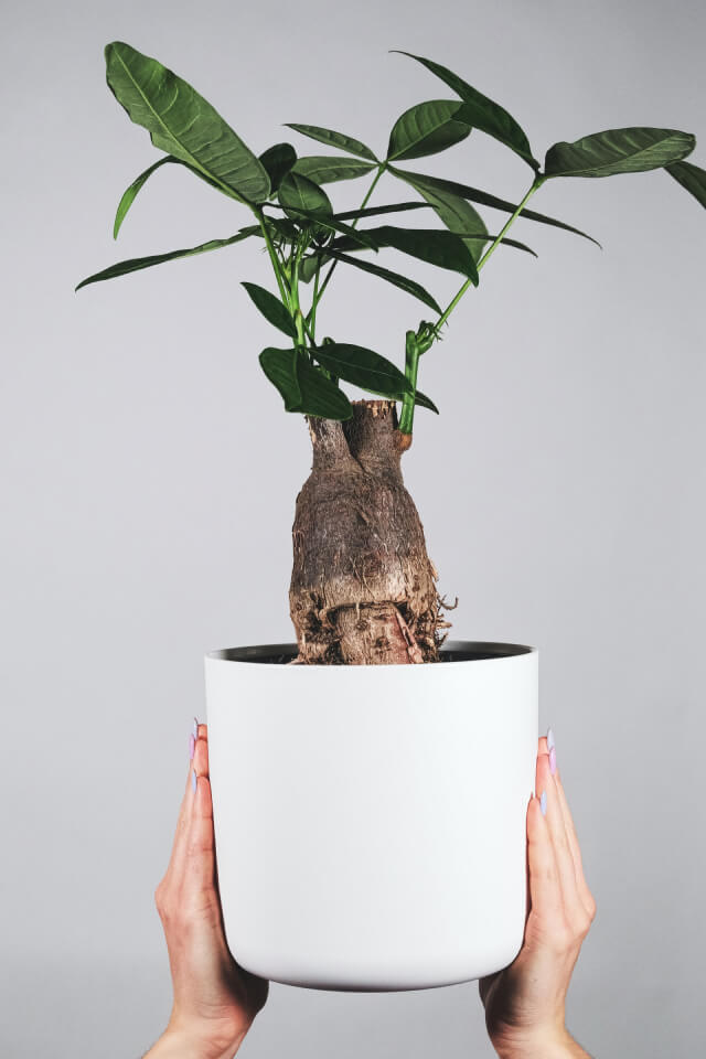 plants shop product gallery img 17 plants shop product gallery img 17