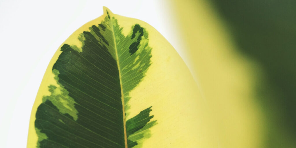 plants store about video img thumb