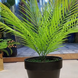 alocasia regal shield