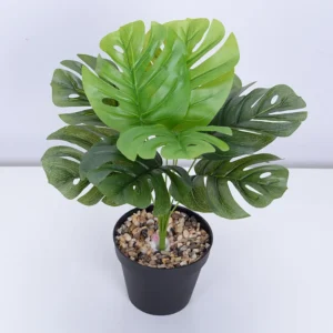 alocasia regal shield